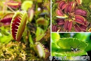 《猪笼草之梦》观后感摘抄