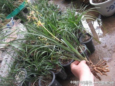 《花与舌头》读后感精选
