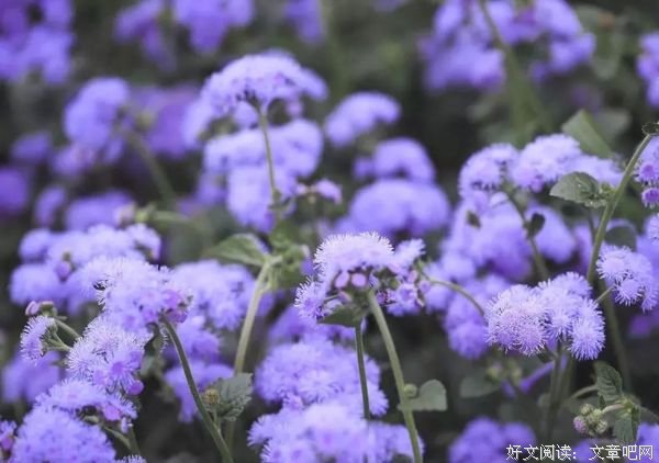心若相知，无言也默契