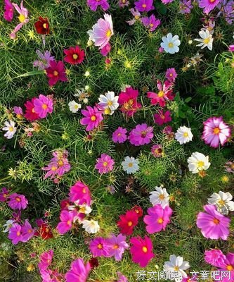 《花瓣》观后感摘抄