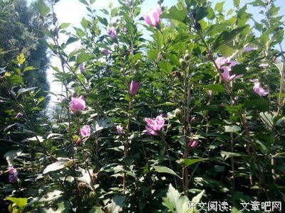木槿的优美句子