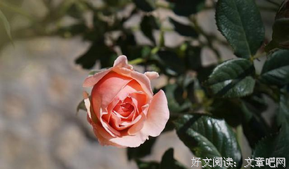 描写形形色色的经典句子