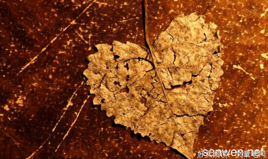 关于经典。的优美句子