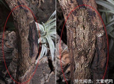 《伪装大师2：完美骗局》观后感摘抄