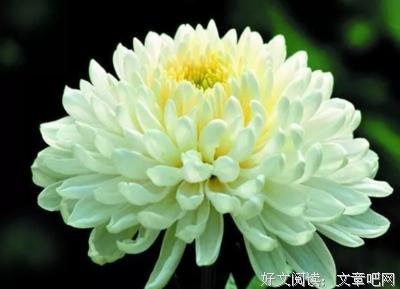 《都会中的孤岛》的读后感大全