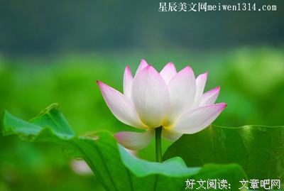 关于犹豫不决的唯美语录