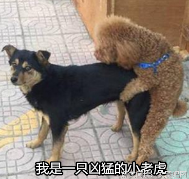 没有性生活我也要跟你在一起