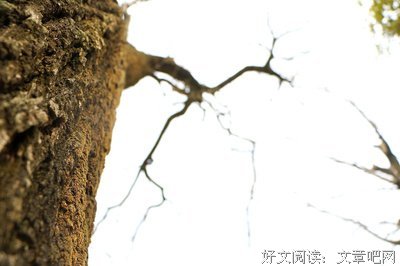 北漠开出の紫サルスベリ花【love】经典名句