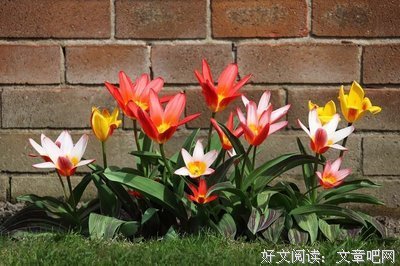关于要家题的优美句子