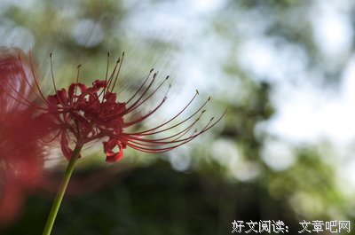 《鬼魅之家》观后感摘抄