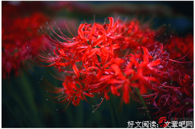 关于彼岸花的优美句子