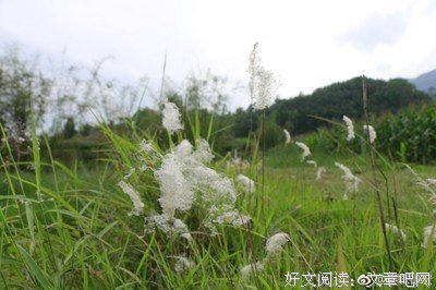 一把狗尾草
