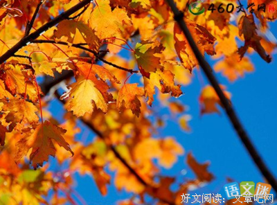 《枫叶》的句子