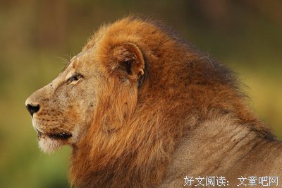 走出非洲经典读后感有感