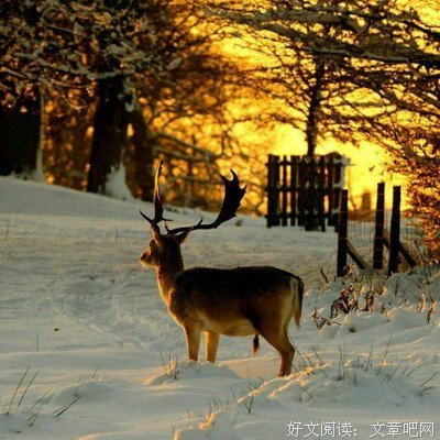 《神探柯晨》的观后感大全
