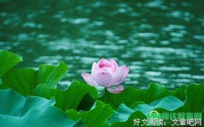 关于红绿。的句子