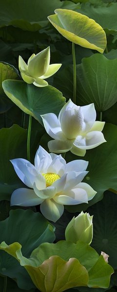 关于和好如初的格言