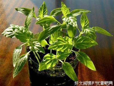 当十然风句子