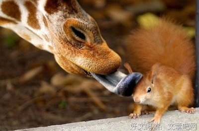 关于难得一见的语句
