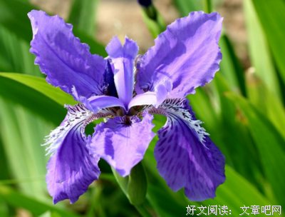 鸢尾花 
