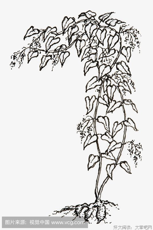不得污蔑中医药？那只会骗子越来越多！（黑白先生）