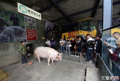 金兰饲养法则