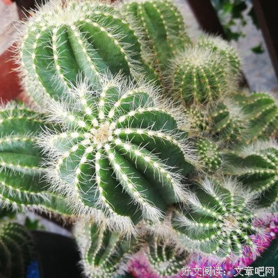 半夏颜如画，陌上清欢许