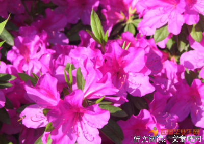 有关花开的句子