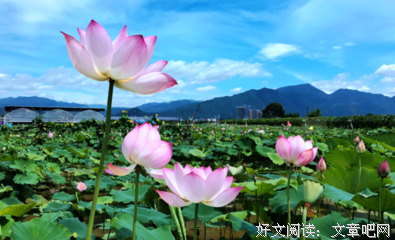 关于连的句子
