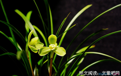 关于素心笺的句子