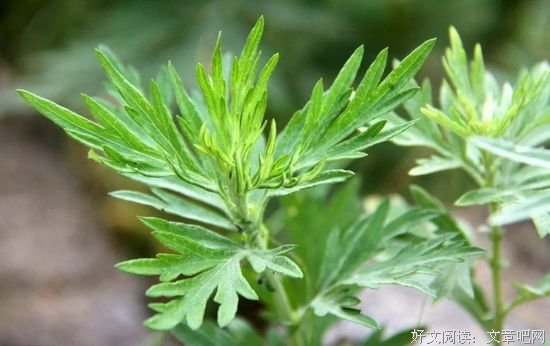 采采艾草