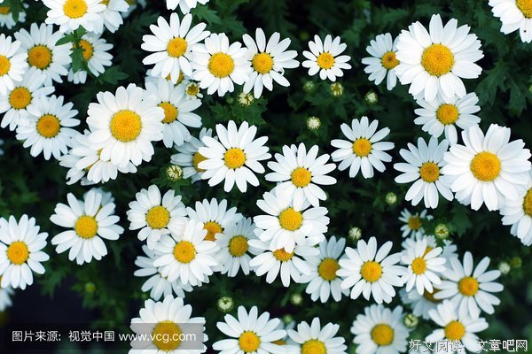 关于百花齐放的唯美语录