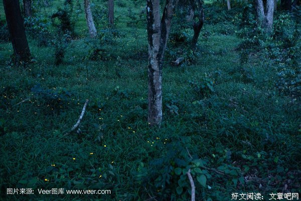 《萤火虫的光》的句子