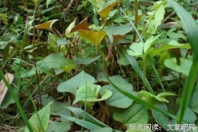 耳根优美的句子