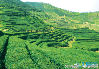 茶优美的句子