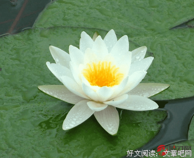 关于微微的别月一别月吧的句子