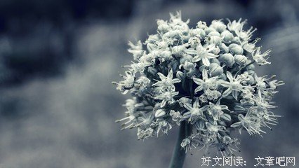 我绝对不说我爱你句子大全