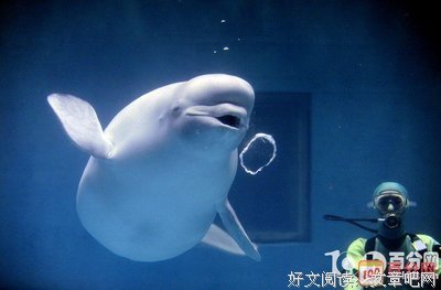 白鲸读后感锦集
