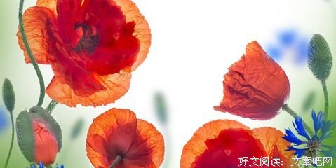 15条关于不相上下的经典语句