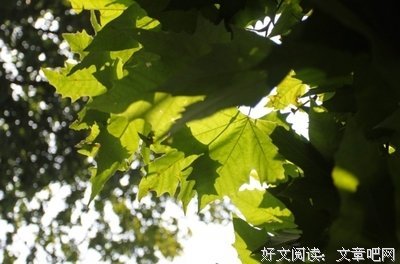流年未亡，夏日已尽句子