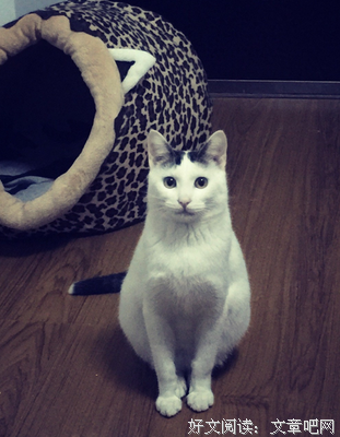 我是猫读后感精选