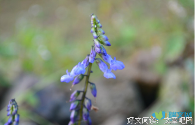 萎靡不振的语句摘抄_关于萎靡不振的语句