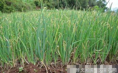 有关补药的句子