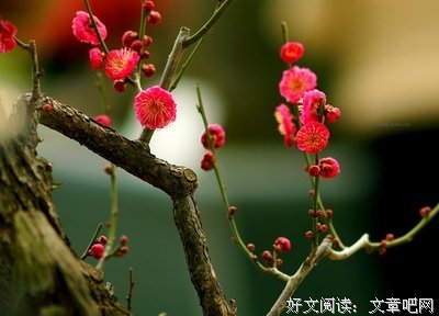 关于愚昧无知的名言