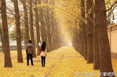 有关落叶集的句子