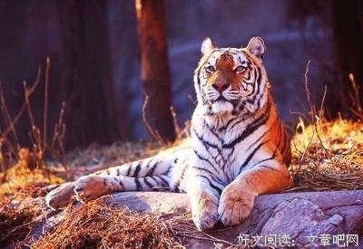 描写居无定所的经典句子