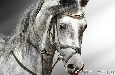 白龙马，被人们遗忘30多年，沦为拍照赚钱的工具，死后也无人知晓