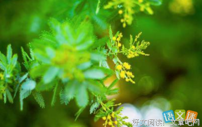 花开 伊不在好词好句