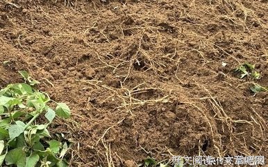 耳根的句子