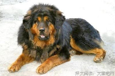 猎犬还是落水狗，为什么舔到最后一无所有？
